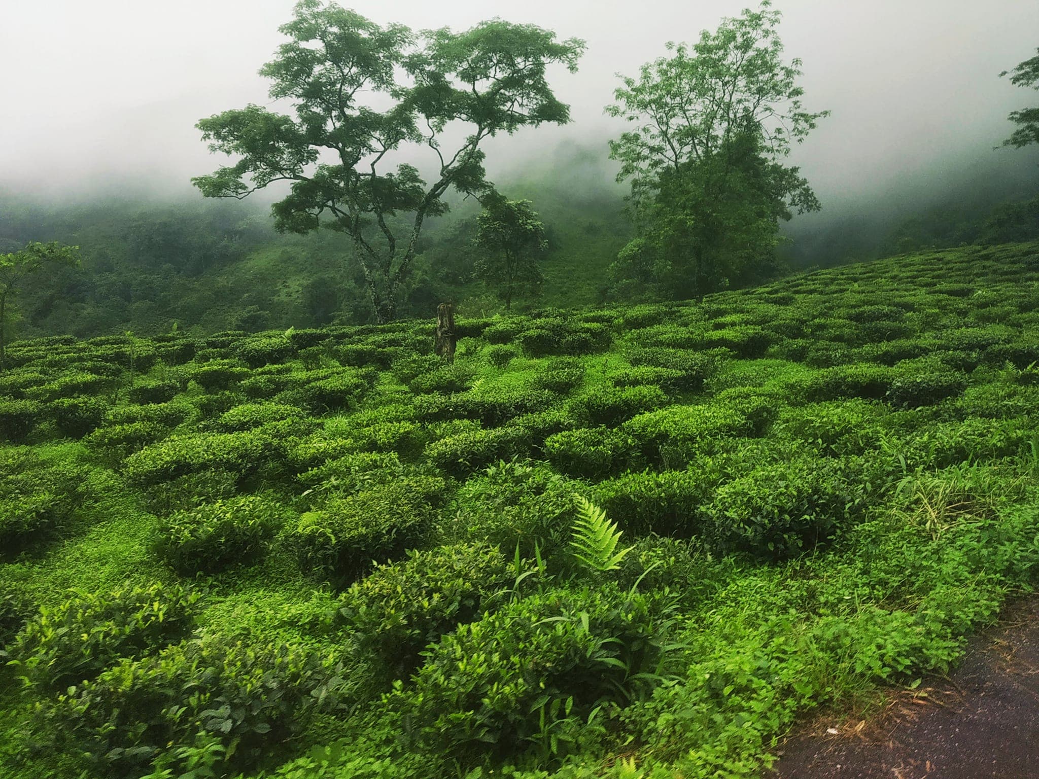 Tabakoshi Teascape Homestay - Thumbnail 2